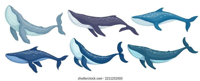 Colección de mamíferos marinos de ballena azul. Gráfico vectorial de dibujos animados.