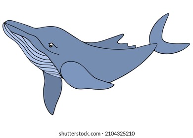 Blue whale. Marine mammal that feeds on plankton. Colored vector illustration. A huge creature with a tail and fins. Cartoon style. Ocean dweller. Isolated background. World day of whales and dolphins