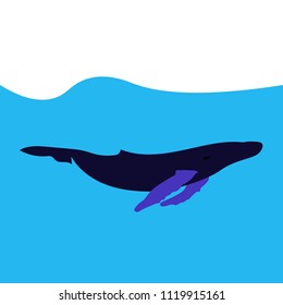 blue whale in the ocean and