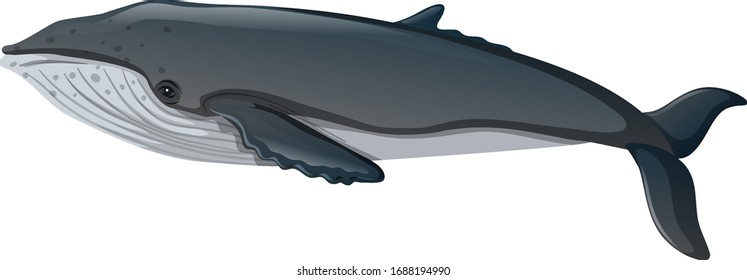 Blue whale on white background illustration