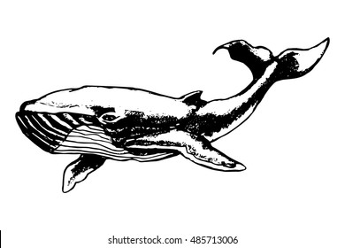 Blue whale on white background, vector illustration