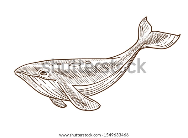 Blue Whale Side View Ocean Animal Stock Vektorgrafik Lizenzfrei