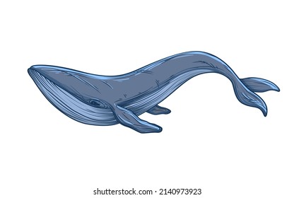 Blue whale sketch. Vector illustration isolated on white background