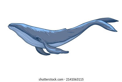 Blue Whale Sketch Vector Illustration Isolated Stock Vector (Royalty ...