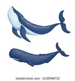Ballena azul y esperma. Gráficos vectoriales de dibujos animados.