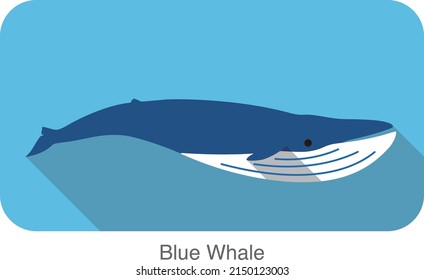 Blue Whale swimming in the sea flat icon design