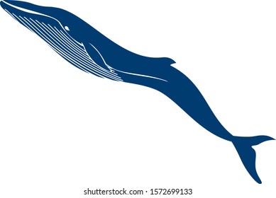 Blue whale. The whale swims. Vector isolated monochrome stylized image of a whale. Realistic image.