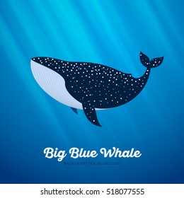Blue whale underwater illustration. 