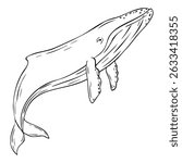 Blue whale, Vector cetaceans fish, Underwater animal outline painted in black and white. Hand drawn illustration of Aquatic placental marine mammal with flippers and tail. Etching of underwater fish.