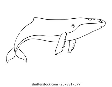 Blue whale, Vector cetaceans fish, Underwater animal outline painted by black inks. Hand drawn illustration of Aquatic placental marine mammal with flippers and tail. Etching of underwater fish