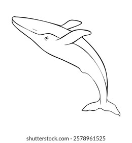 Blue whale, Vector cetaceans fish, Underwater animal outline painted in black and white. Hand drawn illustration of Aquatic placental marine mammal with flippers and tail. Etching of underwater fish.