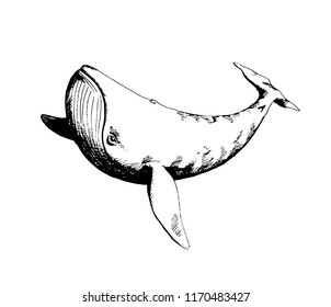 Blue whale/ Vector hand drawn sketchy illustration