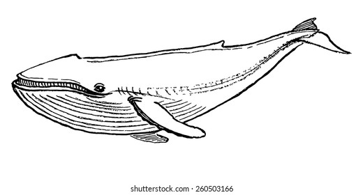Blue whale/ Vector hand drawn sketchy illustration