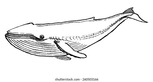 Whale Drawing Images Stock Photos Vectors Shutterstock