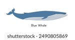 Blue whale vector illustration. Cute blue whale cartoon clipart, animal in flat style. Sea animals, underwater creatures, ocean animals, marine life concept. Blue whale vector design isolated on white