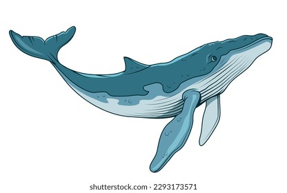 Blue whale. Vector illustration of a largest sea animal. Marine mammal. Endangered sea species