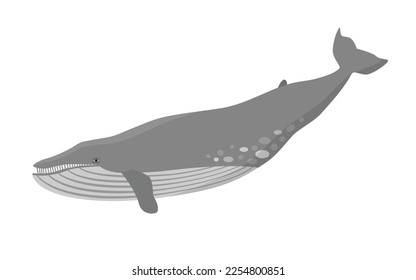 Blue whale vector illustration. Marine mammal, world's largest animal.