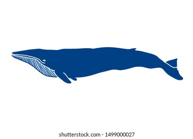 Blue whale vector illustration. Ocean life sketch drawing. Hand drawn sea animal.