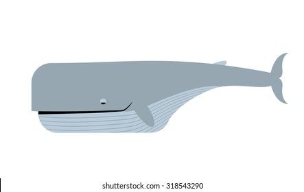 Blue whale white background. Vector illustration of marine animals. Largest sea animal
