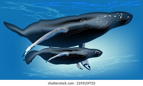 Blue whales are marine mammals. Mother and baby whales swimming. illustration isolated on background