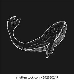 Blue whales outline vector hand drawn sketch illustration. whale pair in doodle style. design for prints, cards and other. white lines on blackboard, chalk design.