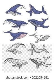 Blue whales. Set of vector outline illustrations. Vintage style