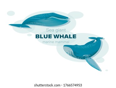 Blue whales  underwater. Sketch. Vector illustration with splash texture. Marine mammals. Design for poster, textiles, t-shirt, thematic site, diving club, spearfishing isolated on a white background