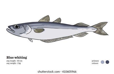 Blue whiting fish vector illustration