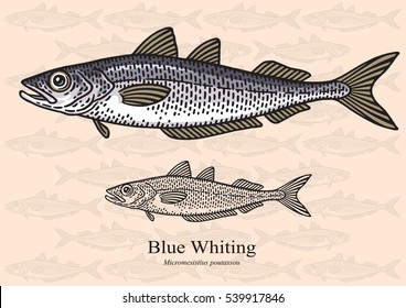 Blue Whiting. Ilustración vectorial con detalles refinados y trazo optimizado que permite utilizar la imagen en tamaños pequeños (en diseño de envases, decoración, gráficos educativos, etc.)