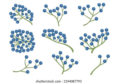 Blue wild berries with green stem vector illustration of forest berry isolated on white background