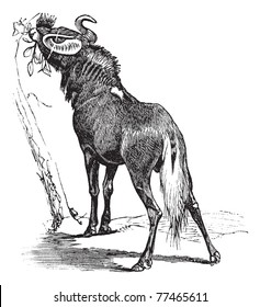 Blue Wildebeest or Connochaetes taurinus or  Common Wildebeest or Brindled Gnu, vintage engraving. Old engraved illustration of Blue Wildebeest, eating leaves from tree. Trousset Encyclopedia.
