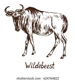 Blue wildebeest (gnu antelope) standing, hand drawn doodle, sketch in pop art style, vector illustration