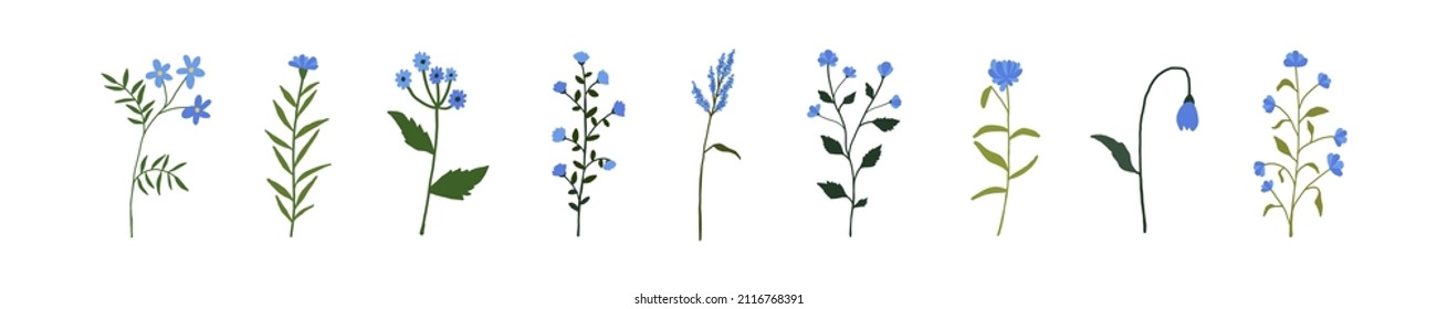 Blue wildflowers set. Wild flowers floral botanical plants. Meadow and field herbs. Delicate summer flowers illustration in hand drawn flat style isolated on white background