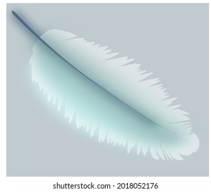 blue wing of a bird on a gray background