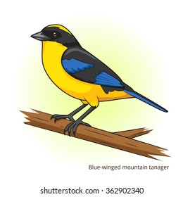 Blue winged mountain tanager bird learn birds educational game vector illustration