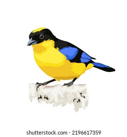 Blue Winged mountain Tanager vector