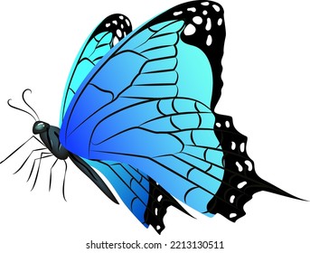 Blue wings butterfly. Realistic exotic flying animal