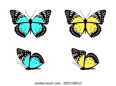 Blue and yellow butterflies with spread and folded wings vector set