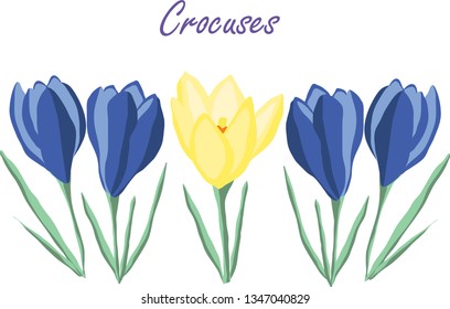 Blue and yellow crocuses set isolated on white background. Spring flowers vector illustration.