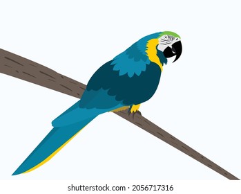 The Blue and yellow Macaw, Ara ararauna also known as the blue-and-gold macaw - large South American parrot with mostly blue top parts and light orange underparts. Post card, poster, print, stationer