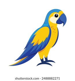 blue and yellow macaw isolated