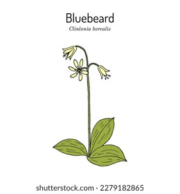 Bluebead, or yellow clintonia (Clintonia borealis), medicinal plant. Hand drawn botanical vector illustration