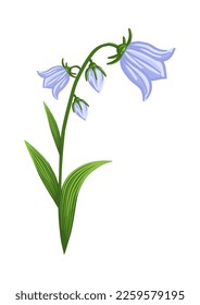 Bluebell flower. Floral design for postcard, poster, ad, decor, fabric and other uses. Vector isolated illustration of harebell flower.