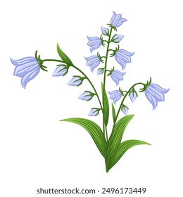 Bluebell flower. Floral design for postcard, poster, ad, decor, fabric and other uses. Vector isolated illustration of harebell flower.