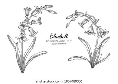 Bluebell flowers set. Floral plants with blue blooms. Botanical