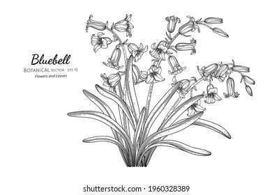 Bluebell flower and leaf hand drawn botanical illustration with line art.