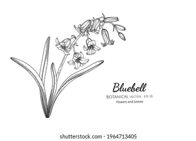 Bluebell flower and leaf hand drawn botanical illustration with line art.