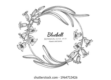 Bluebell flower and leaf hand drawn botanical illustration with line art.