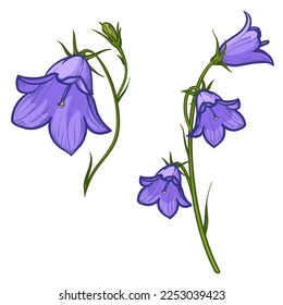 Bluebell flowers isolated on white background. Flowers vector illustration.