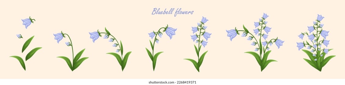 Bluebell flowers set. Floral plants with blue blooms. Botanical vector illustration isolated on white background.